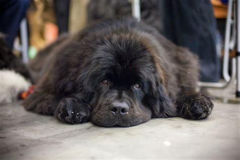 Veterinarians Have Answered Why Do Newfoundlands Bark At Certain