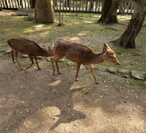 Sika Deer Female Doe And Young Cafe Nara Japan 01