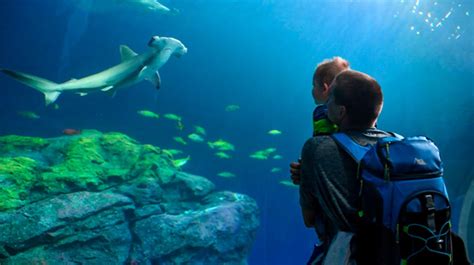 Point Defiance Zoo And Aquariums New Pacific Seas Is Ultra Kid