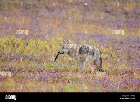 Gray Wolf Canis Lupus Pup On Fall Tundra In Denali National Park