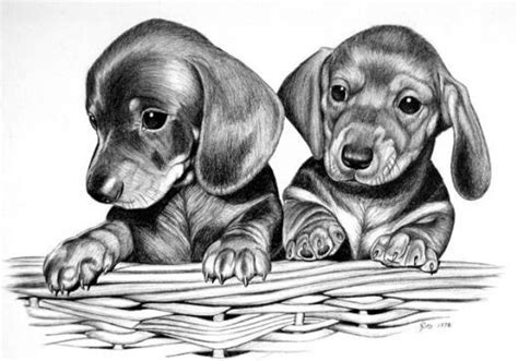 Pin By April Dikty Ordoyne On Dogs Animal Drawings Dachshund