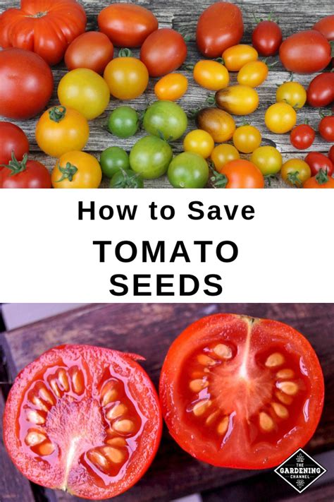 How To Save Tomato Seeds Gardening Channel Saving Tomato Seeds