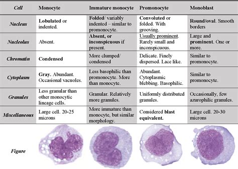 Table From A Morphological Study Of Acute Myeloid Leukemia And Correlation With Clinical