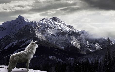 Snow Wolf Wallpapers Wallpaper Cave