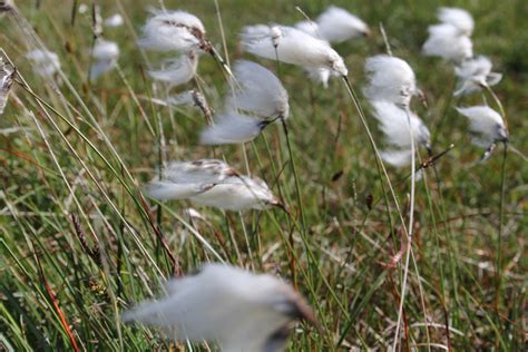Eriophorum Angustifolium Cotton Grass Bog Cotton Scirpus