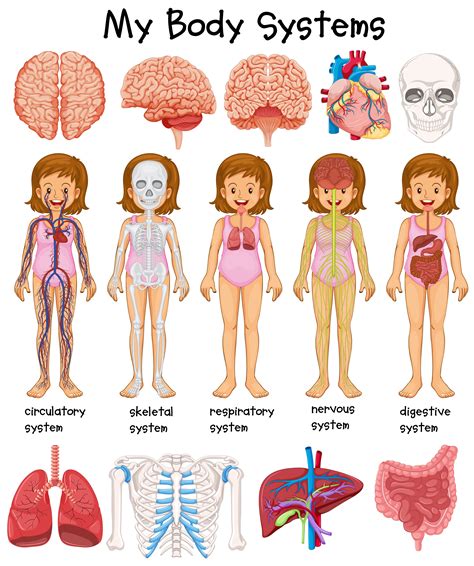 Human Body Systems Diagram 419544 Vector Art At Vecteezy