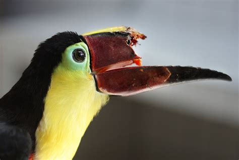 Can 3 D Printing Save This Toucans Life Audubon
