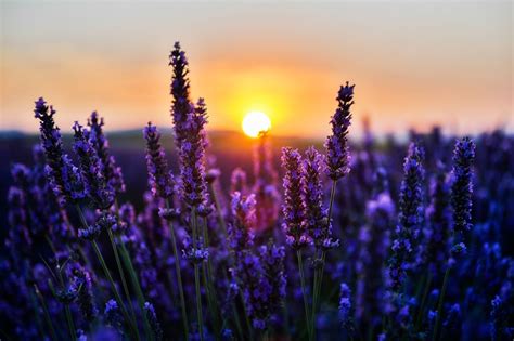 Lavender At Sunset Sunset Celestial Outdoor