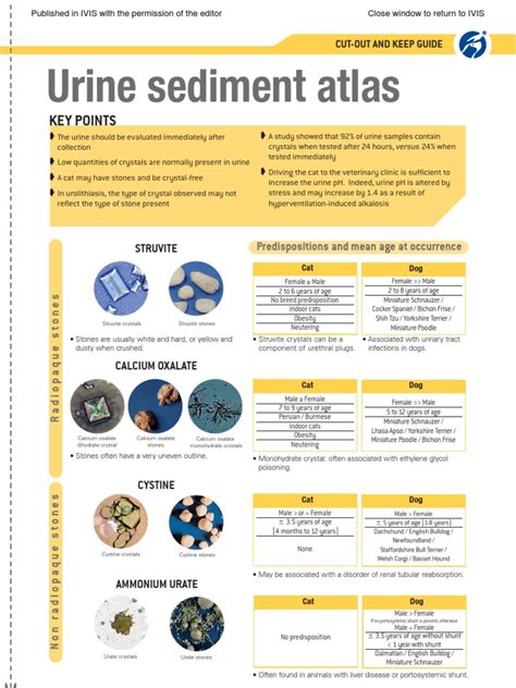 Urine Sediment Atlas Key Points