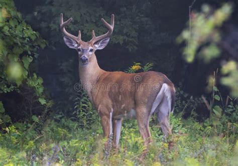 A White Tailed Deer Buck On An Early Morning With Velvet Antlers In