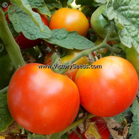 Al Kuffa Tomato Victory Seeds® Victory Seed Company