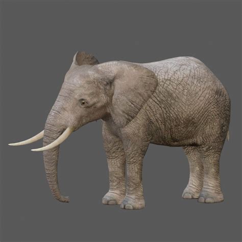 African Elephants 3d Model With Animation And Pbr Textures