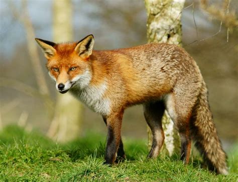 ᴍɪsᴄʜɪᴇғ Deciduous Forest Animals Animals Fox