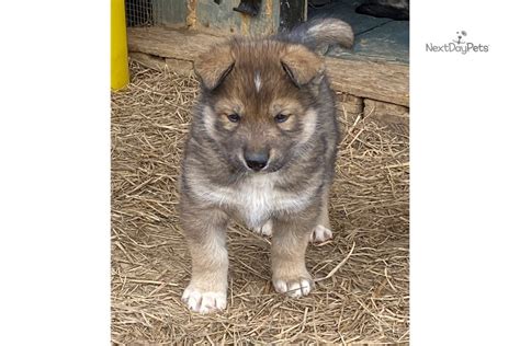 Bear Wolf Hybrid Puppy For Sale Near Louisville Kentucky 9a0d176f 8431