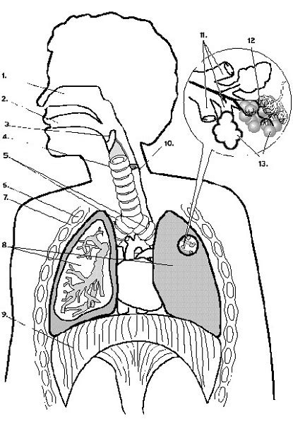 Free Diagrams Of The Lungs 101 Diagrams