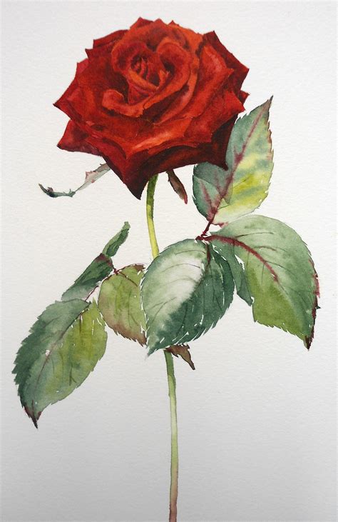 Step By Step Red Rose Watercolor Painting Watercolor Idea