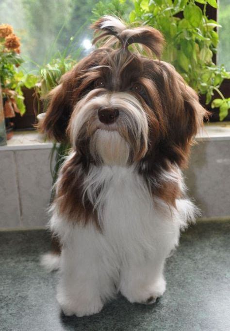 19 Havanese Grooming Ideas Havanese Grooming Havanese Havanese Puppies