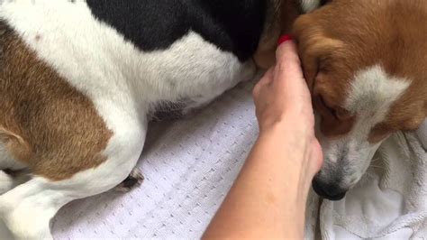 Beagle Giving Birth Youtube
