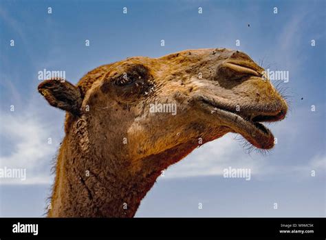 Labios De Camello Fotografías E Imágenes De Alta Resolución Alamy