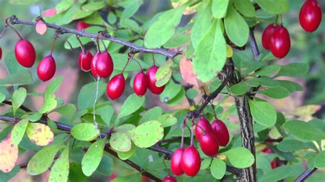 Botanical Discoveries Nice Benefits Of Barberry For Your Health What