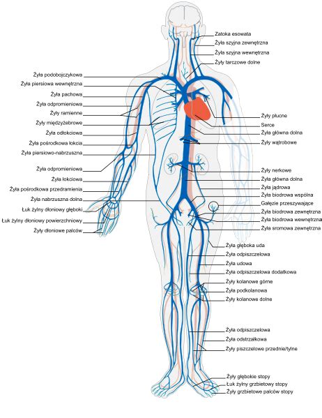 Filevenous System Plsvg Wikimedia Commons Arteries And Veins