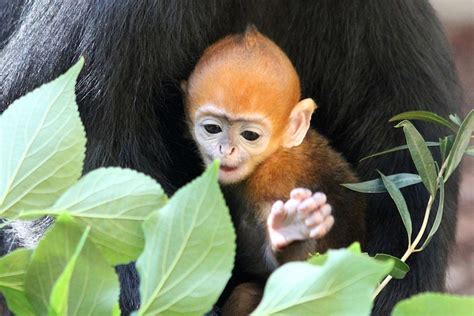 Nangua The Francois Langur One Of The Worlds Rarest Monkeys Born At