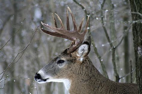White Tailed Deer Facts White Tailed Deer Habitat And Diet