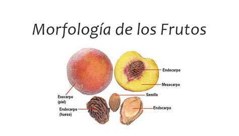 Morfología Y Partes De Los Frutos Pdf Infoagronomo Fruta Cultivo