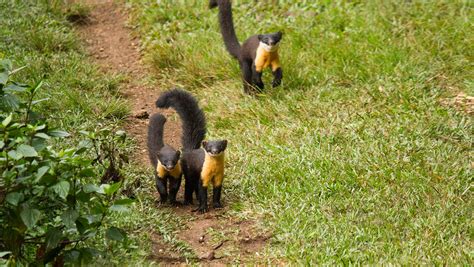 Getting To Know The Nilgiri Marten A Rare Small Mammal From The