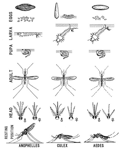 How To Identify Culex Anopheles And Aedes Mosquitoes And Their Larvae