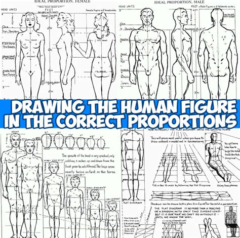 Proportions Of The Human Figure How To Draw The Human Figure In The Correct Proportions How