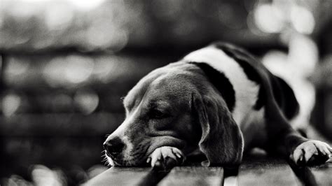 Wallpaper Face Sad Tired Puppy Black And White