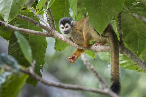 Central American Squirrel Monkey Photograph By John Shaw