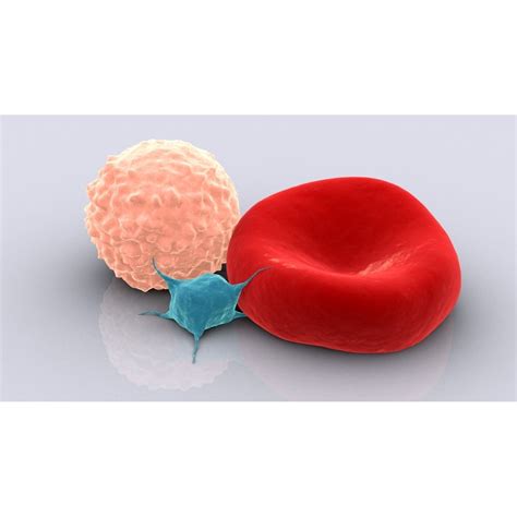 Conceptual Image Of Platelet Red Blood Cell And White Blood Cell