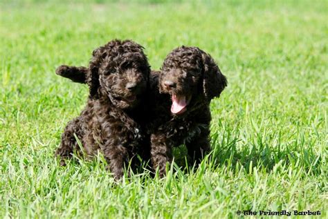 127 Best Barbet French Water Dog Images On Pinterest Aqua Doggies