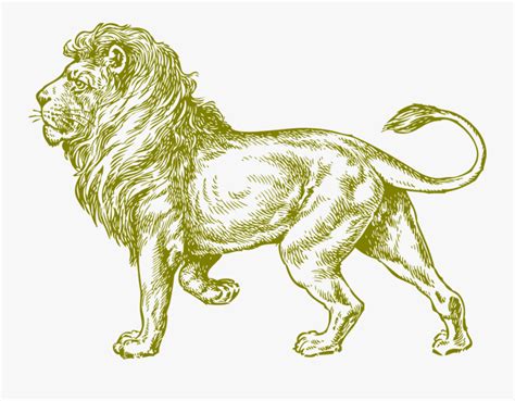 Realistic Lion Coloring Pages For Adults Free Transparent Clipart