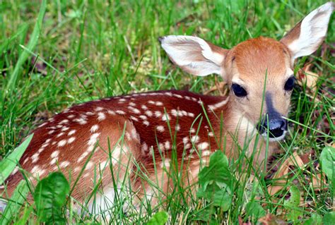Whitetail Fawn Deer Wildlife Free Nature Pictures By Forestwander
