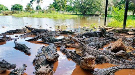 Cienaga De Zapata The Largest Swamp In Cuba