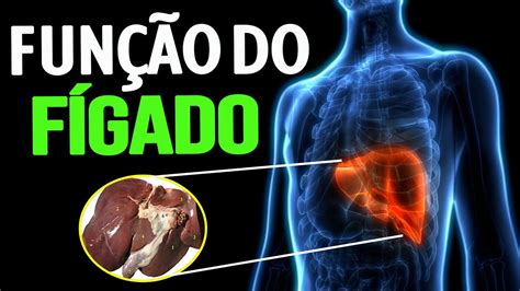 Qual A Função Do Fígado No Sistema Digestivo