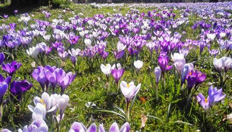 Frühling: Die Redaktion sucht die schönste Frühlings-Bilder