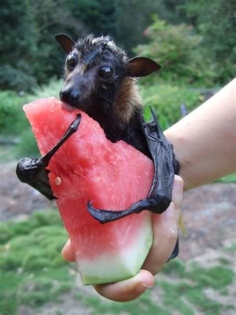 15 Animals Eating Watermelons 15 Pics Amazing Creatures