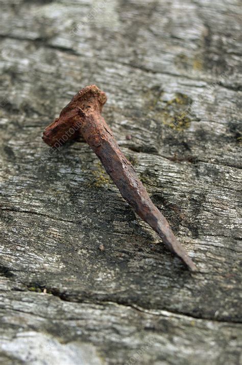 Rusty Nail Stock Image T7450063 Science Photo Library