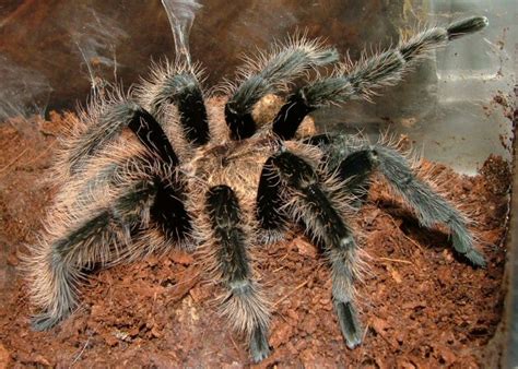 Kimble recommends taking an oil, serum, or cream of your. Beginner's Guide To The Curly Hair Tarantula