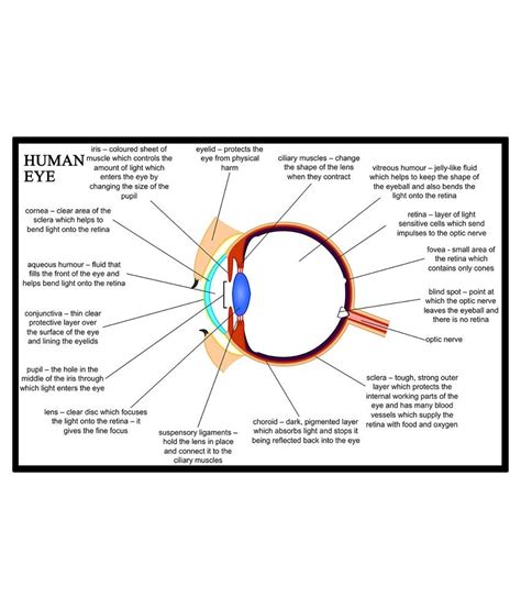 Get Anatomy Of The Eye Worksheet  Diagram Of Everythings