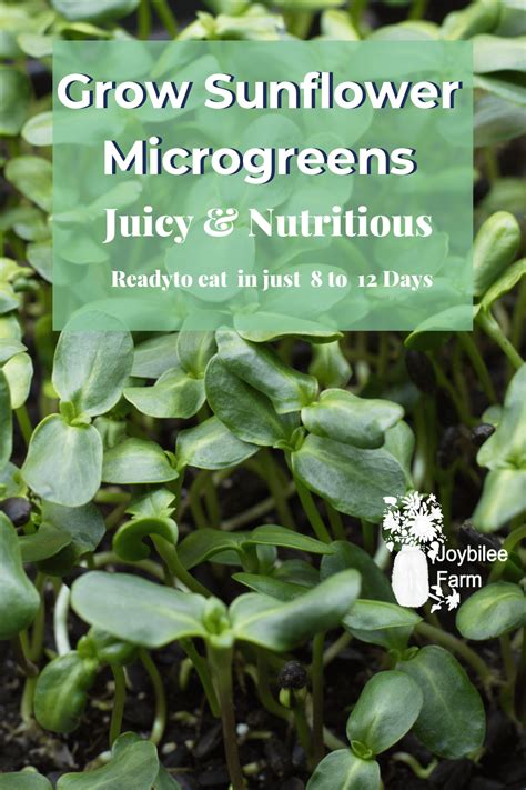 Grow Sunflower Sprouts In Just 12 Days For Nutritious Microgreens