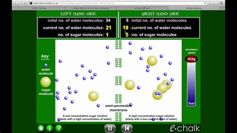 Diffusion In Animal Cells Bbc Bitesize Inheritance And Genetics Ks3