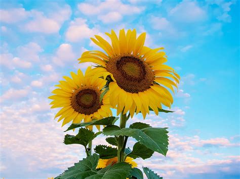 Sunflower Flowers Petals Yellow Sky Hd Wallpaper Peakpx