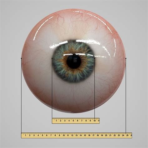 Ma Eye Realistic Human Realtime Eyeball Drawing Eye Drawing Eye Anatomy