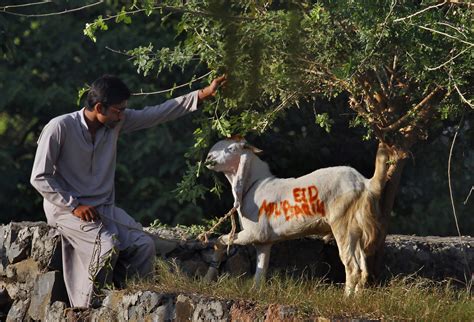 Eid ul adha qurbani in lagos 2019 ll the spirit of sacrifice please don't forget to subscribe, share and give the video a thumbs. Eid Al Adha Goat Sacrifice - Pajero Sp