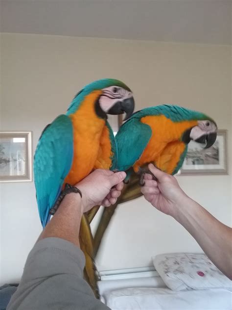 3 to pick from today, all pre owned pets. Hand Reared Baby Macaw Parrots Tamed and Talking